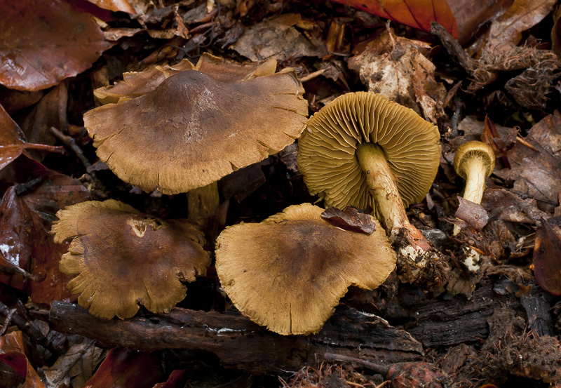 Cortinarius olivaceofuscus